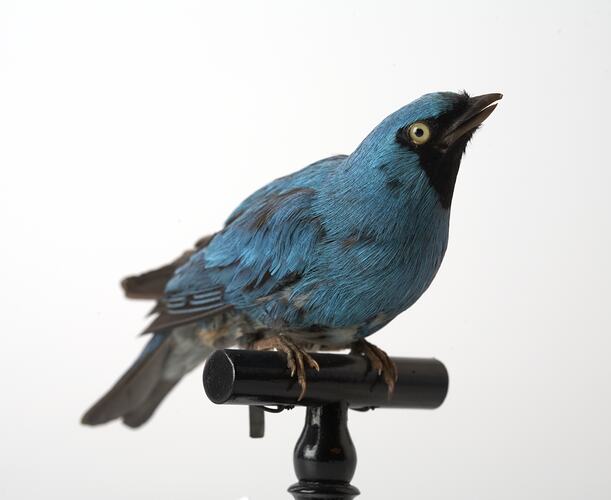 Blue-turquoise bird specimen with black feathers around eye and beak.