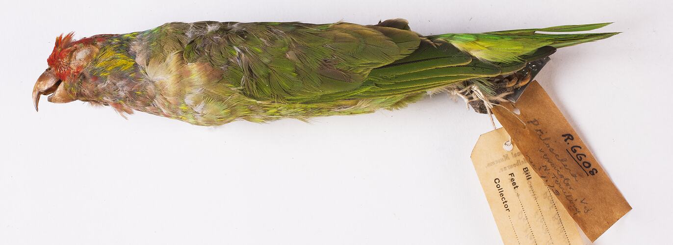 Dry bird skin specimen with labels.