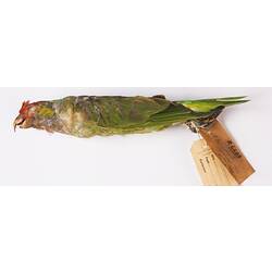 Dry bird skin specimen with labels.