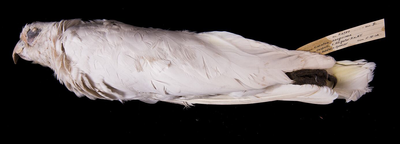 Dry bird skin specimen with labels.