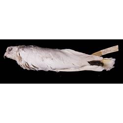 Dry bird skin specimen with labels.