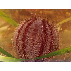 Sea urchin on sea grass.
