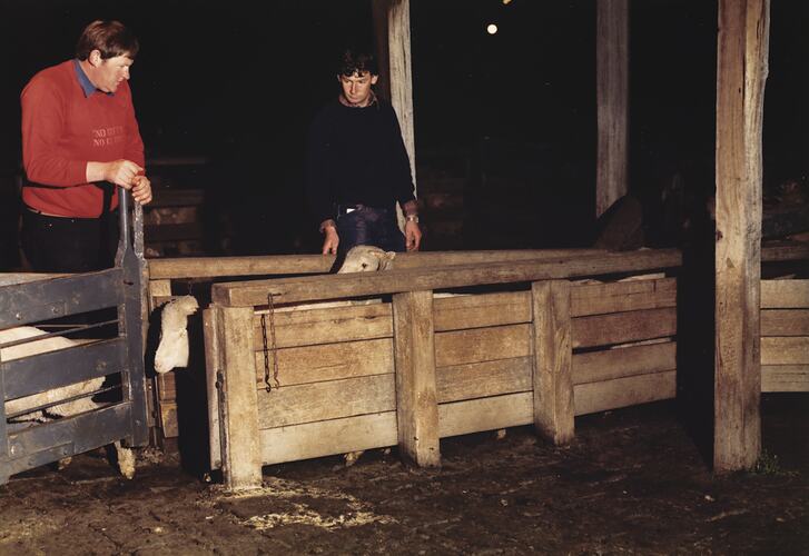 Drafting Sheep, Newmarket Saleyards, 1987