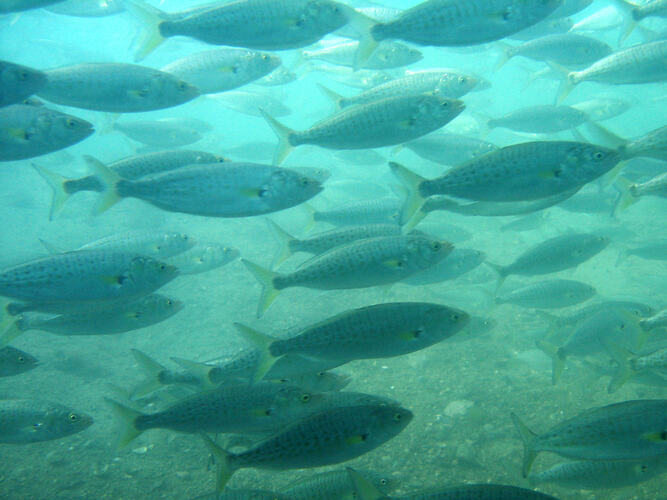 School of fish above a rock rubble seabed.
