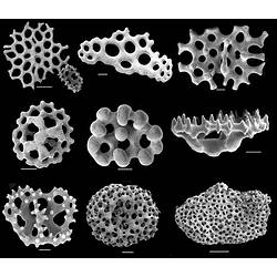 <em>Plesiocolochirus ignava</em>, sea cucumber, SEM images of ossicles.