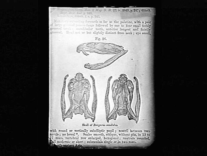Book page showing illustrations of snake skulls.