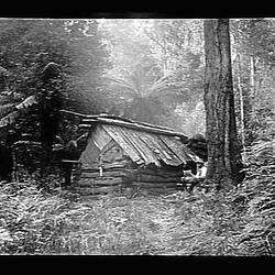 Glass Negative - Hut in Forest, by A.J. Campbell, Dandenong Ranges, Victoria, circa 1900