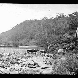 Glass Negative - Cattle on Shingle Beach, by A.J. Campbell, Lerdederg River/Gorge (?), Victoria, circa 1900