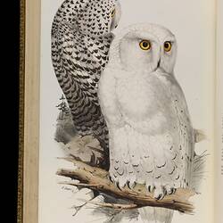 A white owl and spotted owl sitting on a branch.