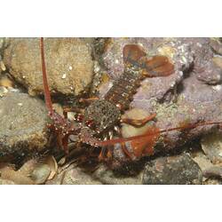 <em>Jasus edwardsii</em>, Southern Rock Lobster. Portsea Pier, Port Phillip, Victoria.