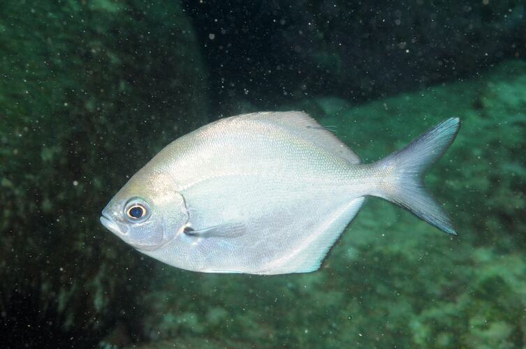 <em>Scorpis lineolata</em>, Silver Sweep. Gabo Island, Victoria.