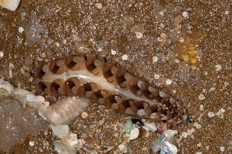 <em>Lepidonotus melanogrammus</em>, Dark-marked Scale Worm. Bunurong Marine National Park, Victoria.