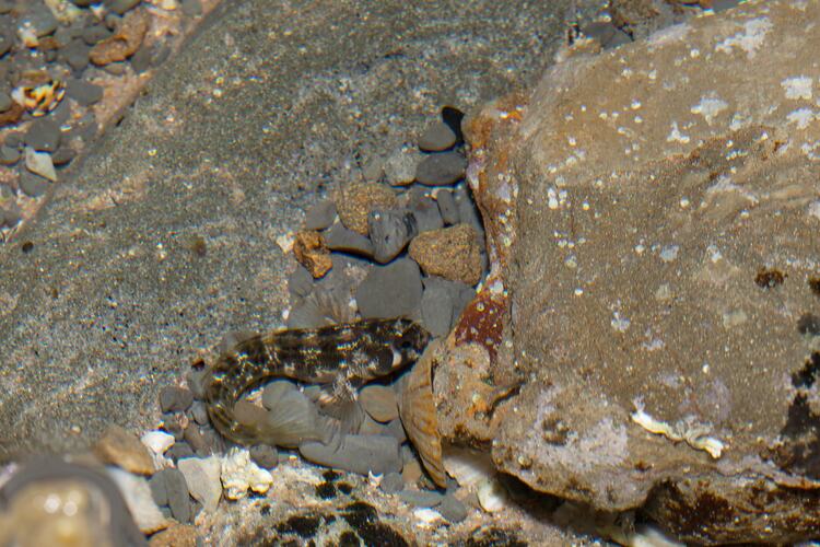 <em>Parablennius tasmanianus</em>, Tasmanian Blenny. Bunurong Marine National Park, Victoria.