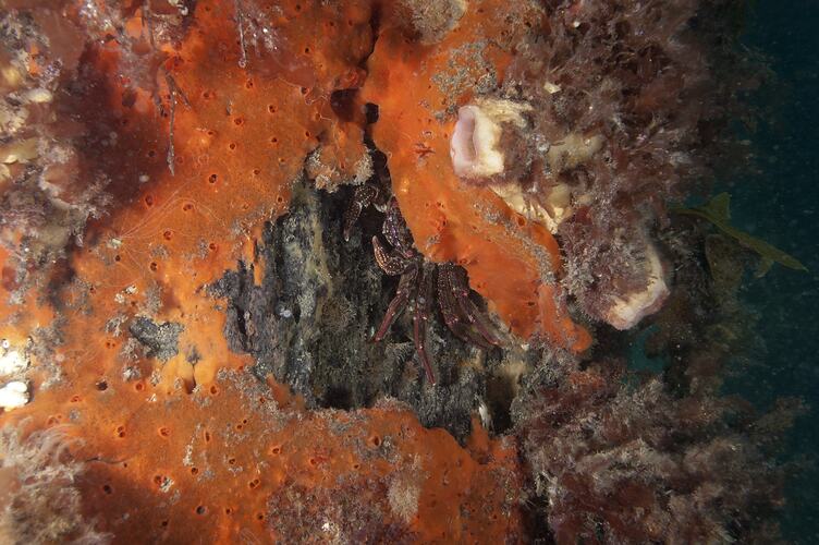 <em>Guinusia chabrus</em>, Red Rock Crab. Portsea Pier, Port Phillip, Victoria.