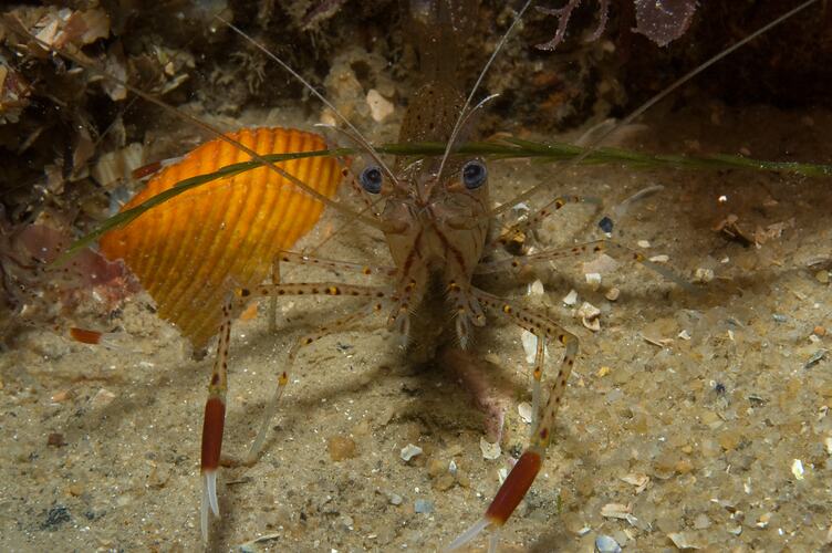 <em>Palaemon serenus</em>, Red-handed Shrimp. St Leonards Jetty, Port Phillip, Victoria.