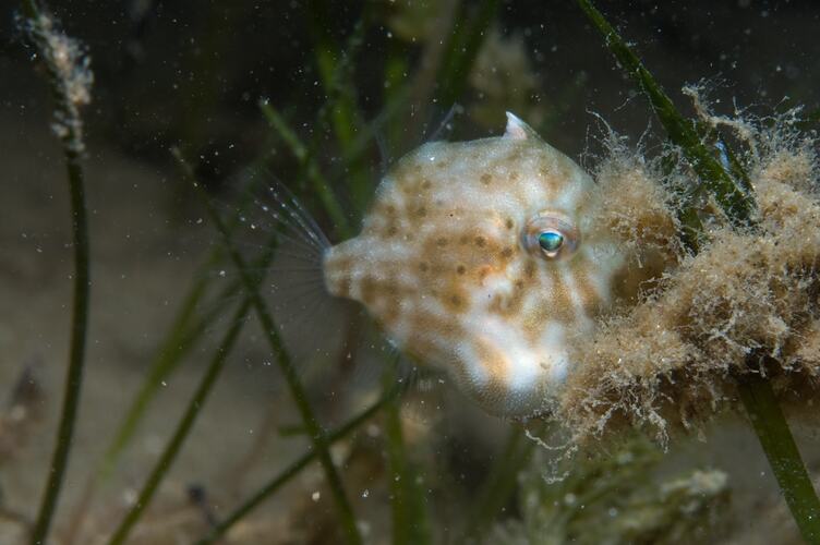 <em>Brachaluteres jacksonianus</em>, Southern Pygmy Leatherjacket. St Leonard's Jetty, Port Phillip, Victoria.