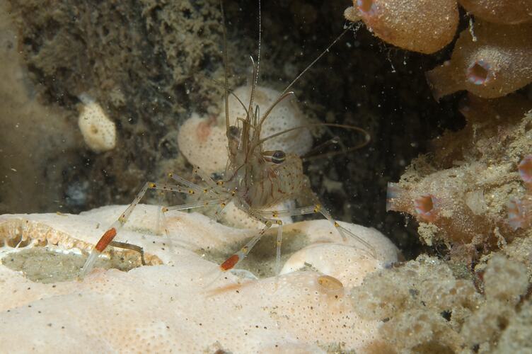 <em>Palaemon serenus</em>, Red-handed Shrimp. Wilsons Promontory, Victoria.