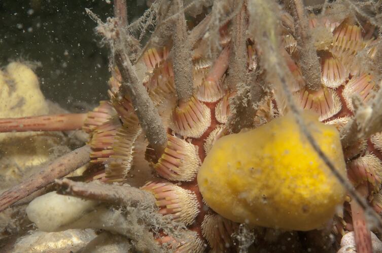 <em>Goniocidaris tubaria</em>, Thorny Sea Urchin. Western Port, Victoria.