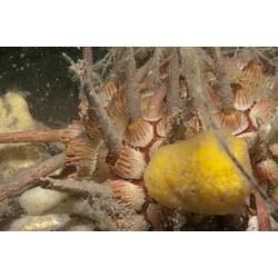 <em>Goniocidaris tubaria</em>, Thorny Sea Urchin. Western Port, Victoria.