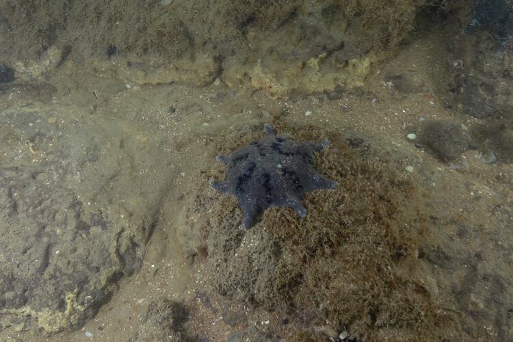 <em>Meridiastra calcar</em>, seastar. Point Cook, Port Phillip, Victoria.