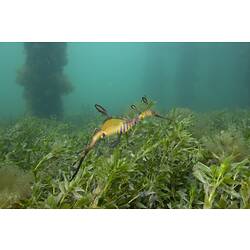 <em>Phyllopteryx taeniolatus</em>, Common Seadragon. Western Port, Victoria.