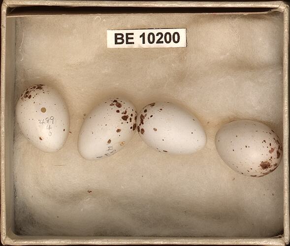 Four bird eggs with specimen labels in box.