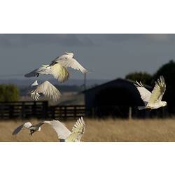 White cockatoos taking off.