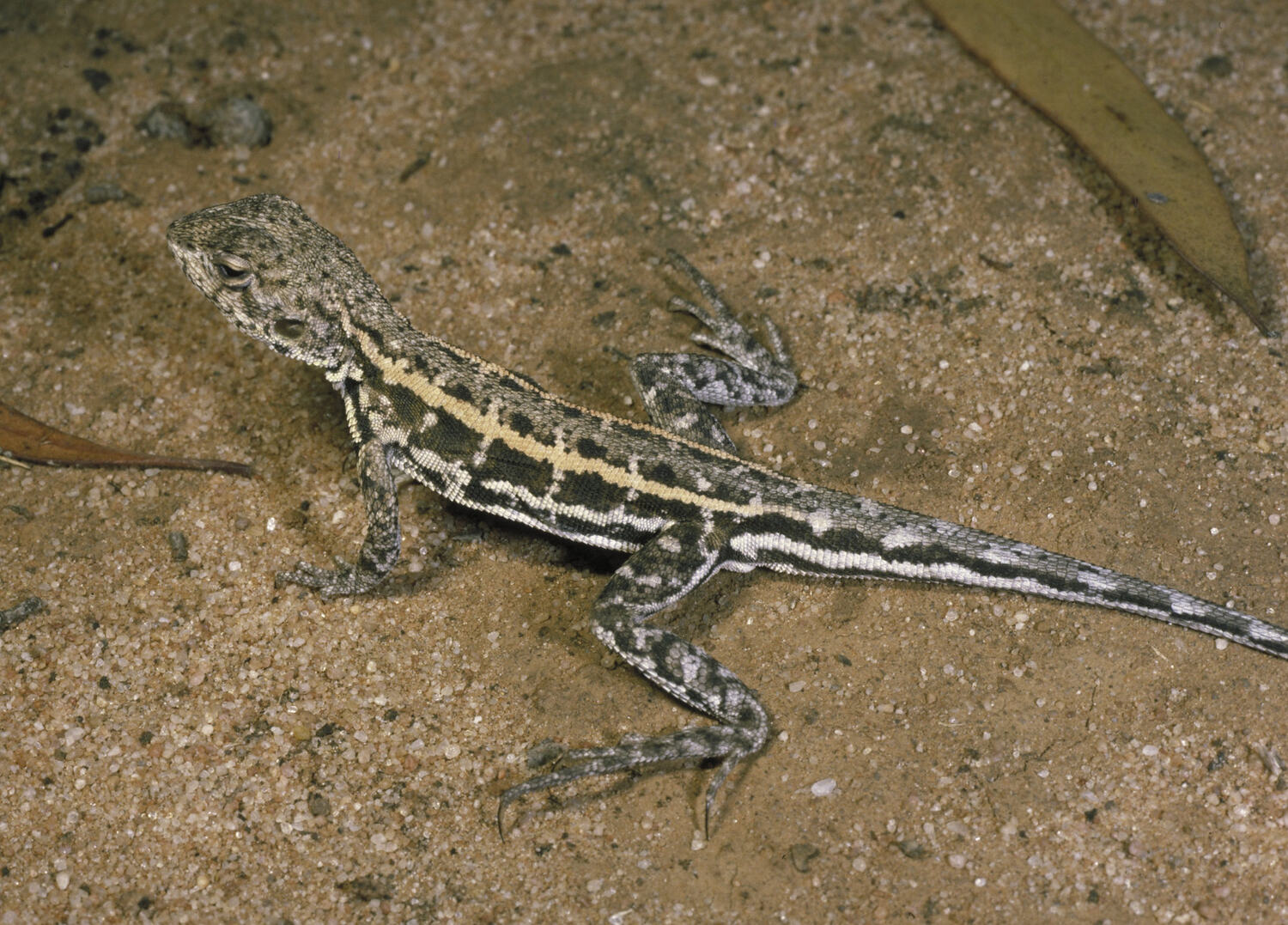 Ctenophorus fordi (Storr, 1965), Mallee Military Dragon