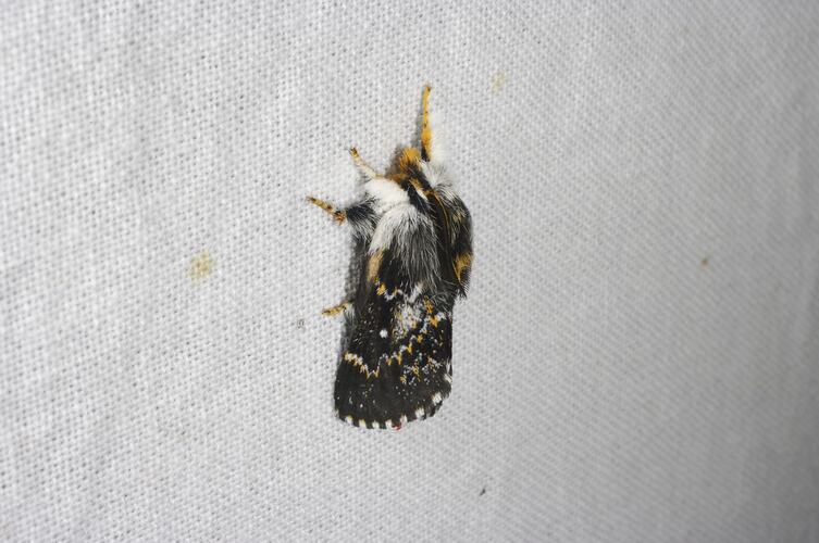 <em>Porela vetusta</em>, moth. Grampians National Park, Victoria.