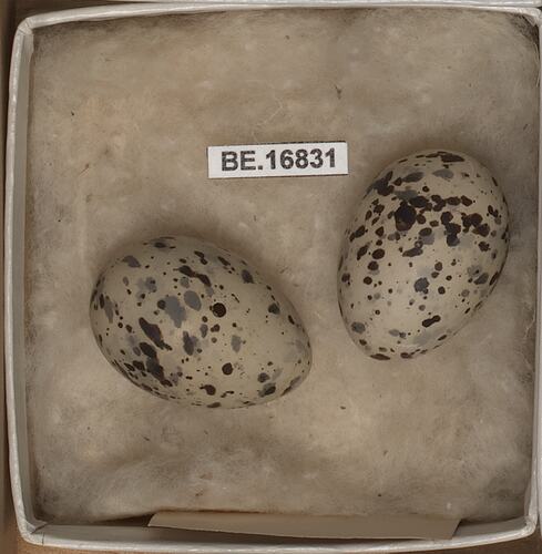 Two bird eggs with specimen labels in box.