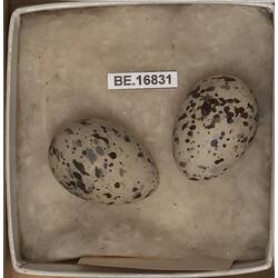 <em>Sternula albifrons sinensis</em> (Gmelin, 1789)