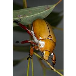 <em>Anoplognathus</em> sp., Christmas Beetle. Grampians National Park, Victoria.