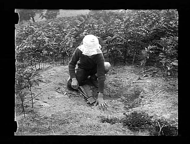 [Setting a rabbit trap, 1909.]