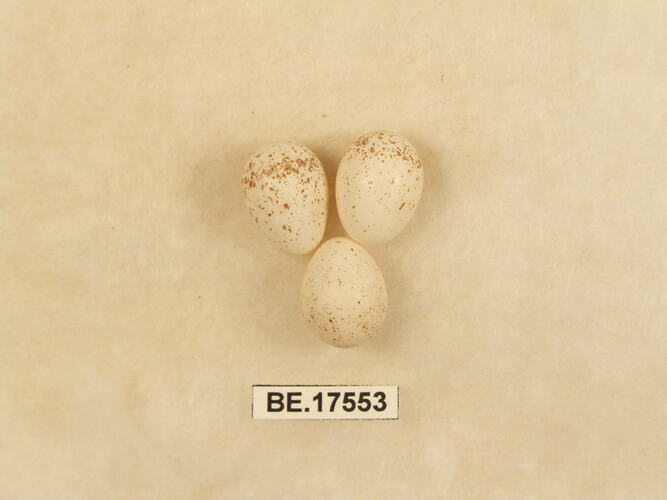 Three bird eggs with specimen label.
