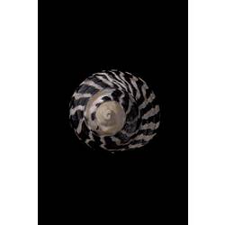 <em>Austrocochlea porcata</em>, Periwinkle, shell.  Registration no. F 180005.
