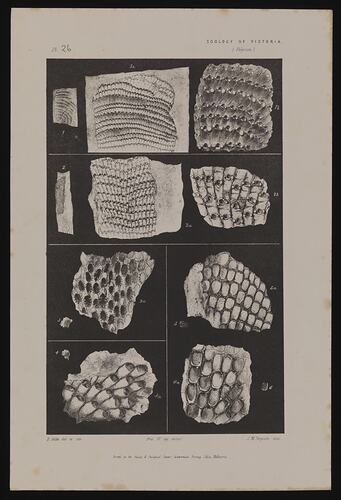 Thairopora dispar