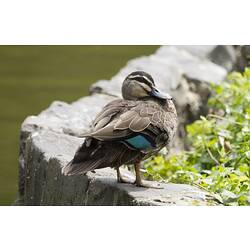 A Pacific Black Duck standing with wing colour visible