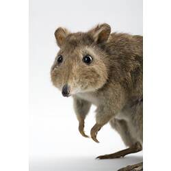 Taxidermied Long-nosed Potoroo specimen.