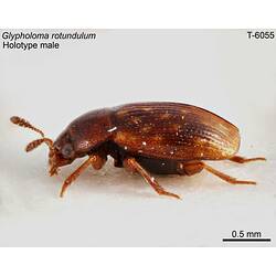 Beetle specimen, male, lateral view.