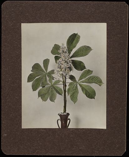 Still life of white flowers with green corrugated leaves in a vase.