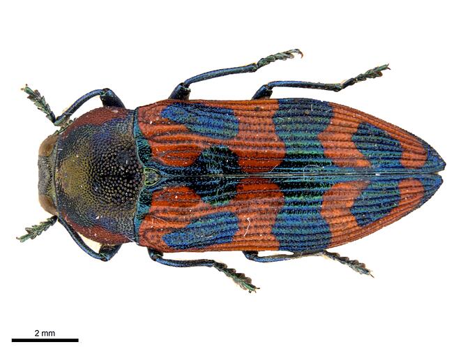 Dorsal view of red and blue jewel beetle.