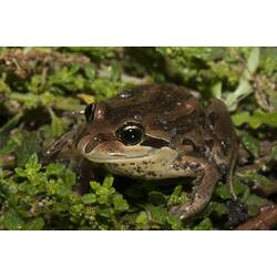 <em>Limnodynastes dumerilii</em>, Eastern Banjo Frog. Budj Bim Cultural Heritage Landscape, Victoria.