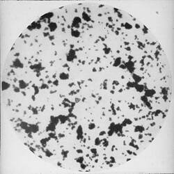 Microscopic View of Emulsion Grains, History of Photography & Emulsion Making, circa 1950s