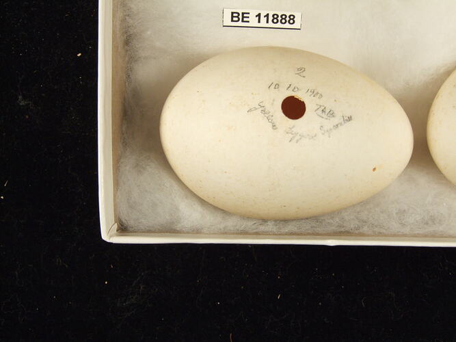 Close up of  bird egg in box.