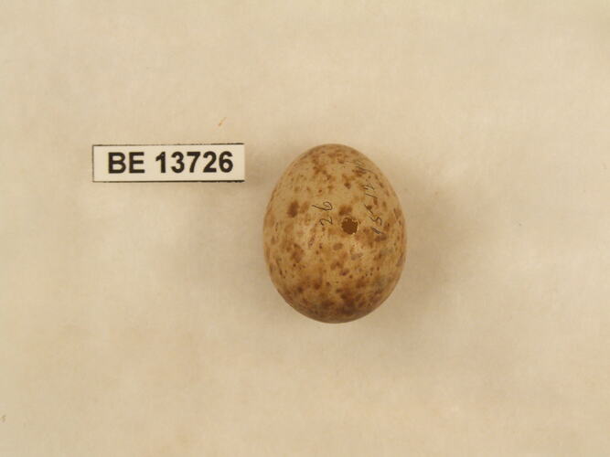 Bird egg with specimen label.