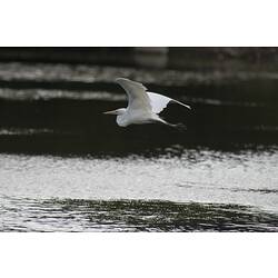 Egret in flight over water.