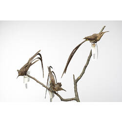 Three long-tailed taxidermied birds on a branch.