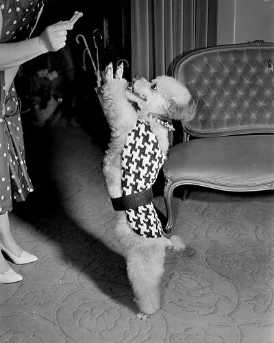 Australian Wool Board, Dog Wearing a Houndstooth Jacket, Victoria, 26 Nov 1959