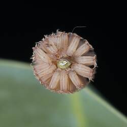 Cylindircal cluster of leaf-eating beetle eggs around a lead stem, viewed down stem.