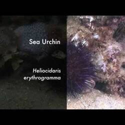 Silent footage of the Sea Urchin, <em>Heliocidaris erythrogramma</em>.